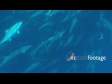 Kingfish School 2B 1328